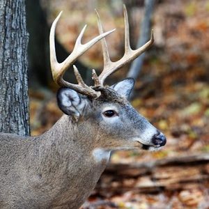 Meet your Posher, Joseph